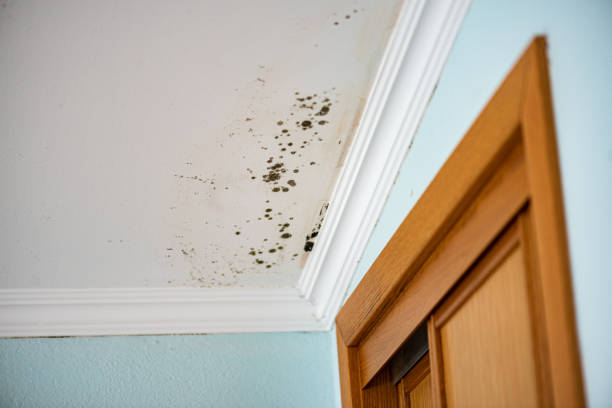 Best Mold Remediation Experts  in Burns, OR